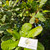 Jambu Mete (Anacardium occidentale) Cashew, 780 Grams