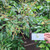 Lengkeng (Dimocarpus Longan), 90 Grams