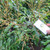 Lengkeng (Dimocarpus Longan), 180 Grams