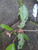 Benalu - Mistletoe, 180 Grams