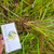 Akar Alang-alang (Imperata cylindrica) Cogon Grass Dried Root, 90 Grams