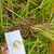 Akar Alang-alang (Imperata cylindrica) Cogon Grass Dried Root, 90 Grams