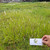 Akar Alang-alang (Imperata cylindrica) Cogon Grass Dried Root, 90 Grams