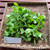 Beluntas (Pluchea Indica) Indian Camphorweed, 90 Grams
