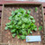 Beluntas (Pluchea Indica) Indian Camphorweed, 180 Grams