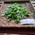 Beluntas (Pluchea Indica) Indian Camphorweed, 360 Grams