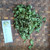Beluntas (Pluchea Indica) Indian Camphorweed, 360 Grams