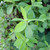 Beluntas (Pluchea Indica) Indian Camphorweed, 600 Grams