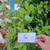 Beluntas (Pluchea Indica) Indian Camphorweed, 600 Grams