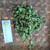 Beluntas (Pluchea Indica) Indian Camphorweed, 600 Grams