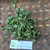 Beluntas (Pluchea Indica) Indian Camphorweed, 600 Grams