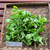 Beluntas (Pluchea Indica) Indian Camphorweed, 780 Grams