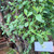 Beluntas (Pluchea Indica) Indian Camphorweed, 780 Grams