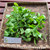 Beluntas (Pluchea Indica) Indian Camphorweed, 780 Grams