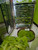 Jarak Pagar (Jatropha curcas), 180 Grams