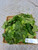 Jarak Pagar (Jatropha curcas), 780 Grams