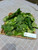 Jarak Pagar (Jatropha curcas), 780 Grams