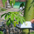 Kapuk Randu ( Ceiba pentandra ) Kapok Tree, 360 Gram