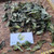 Kapuk Randu ( Ceiba pentandra ) Kapok Tree, 600 Gram