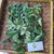 Kapuk Randu ( Ceiba pentandra ) Kapok Tree, 600 Gram