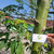 Kapuk Randu ( Ceiba pentandra ) Kapok Tree, 780 Gram