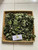 Sembukan (Paederia Foetida) skunkvine, 90 Gram