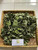 Sembukan (Paederia Foetida) skunkvine, 90 Gram