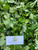 Sembukan (Paederia Foetida) skunkvine, 90 Gram