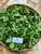 Sembukan (Paederia Foetida) skunkvine, 180 Gram