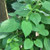 Sembukan (Paederia Foetida) skunkvine, 360 Gram