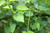 Sembukan (Paederia Foetida) skunkvine, 360 Gram
