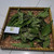 Afrika (Vernonia amygdalina) Bitter, 360 Gram