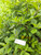 Afrika (Vernonia amygdalina) Bitter, 780 Gram