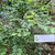 Bidara ( Ziziphus Mauritiana ) Indian Jujube, 90 Gram