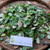 Bidara ( Ziziphus Mauritiana ) Indian Jujube, 180 Gram