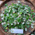 Bidara ( Ziziphus Mauritiana ) Indian Jujube, 360 Gram