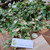 Bidara ( Ziziphus Mauritiana ) Indian Jujube, 600 Gram