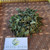 Seruni Jalar (Sphagneticola trilobata) Wedelia, 90 Gram