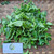 Seruni Jalar (Sphagneticola trilobata) Wedelia, 180 Gram