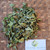 Seruni Jalar (Sphagneticola trilobata) Wedelia, 780 Gram
