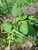 Amaranthus viridis (Bayam hijau), 90 Grams