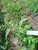 Amaranthus viridis (Bayam hijau), 90 Grams