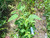 Amaranthus viridis (Bayam hijau), 360 Grams