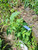 Amaranthus viridis (Bayam hijau), 600 Grams