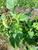 Amaranthus viridis (Bayam hijau), 780 Grams