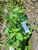 Amaranthus viridis (Bayam hijau), 780 Grams