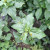 Jotang Kuda ( Synedrella Nodiflora ) Cinderella Weed, 180 Grams