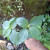 Jotang Kuda ( Synedrella Nodiflora ) Cinderella Weed, 180 Grams