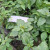 Jotang Kuda ( Synedrella Nodiflora ) Cinderella Weed, 600 Grams