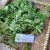 Jotang Kuda ( Synedrella Nodiflora ) Cinderella Weed, 780 Grams